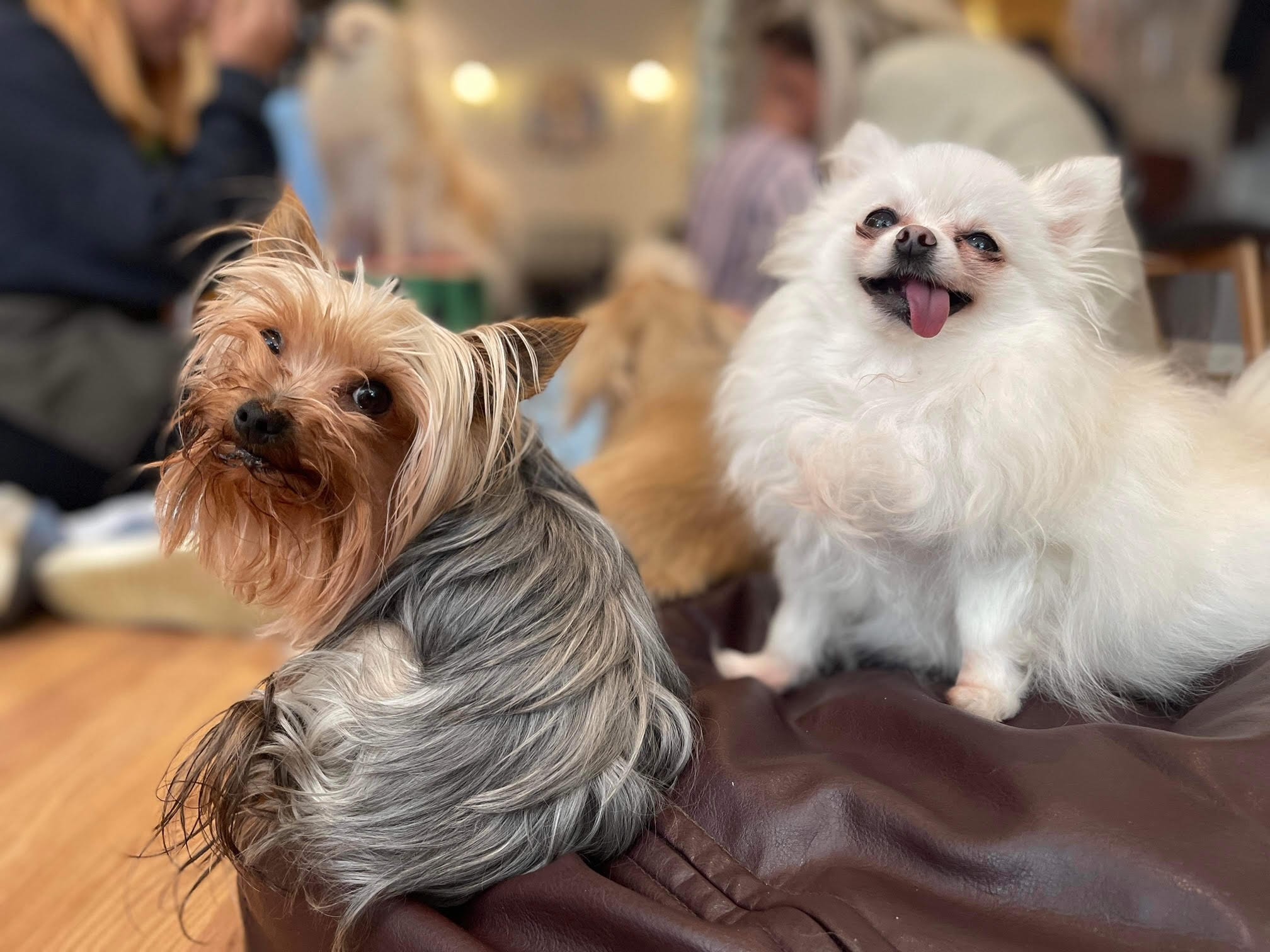 11 Great DogFriendly Venues In Newcastle Get into Newcastle